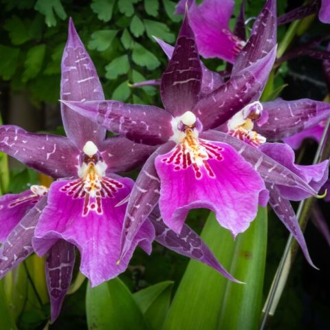 Many magenta Orchid flowers