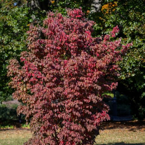 Small tree with dark red leaves