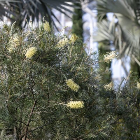 Shrub with narrow-green, needle-like leaves and creamy bottle-brush flowers