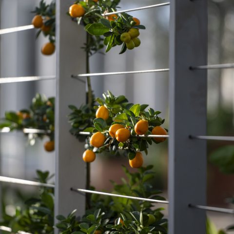 Small evergreen tree growing on trellis with raounded, orange fruit