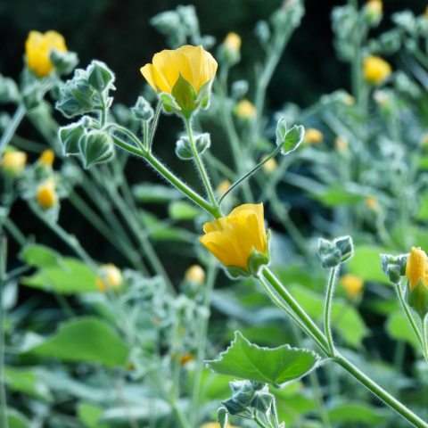 Plant with grey-green, fuzzy leaves and small, yellow buttercup-like flowers