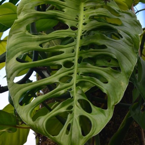 Green leaf with many fenestrations 