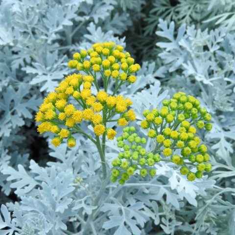 Plant with silver-white leaves and clusters of small, yellow flowers