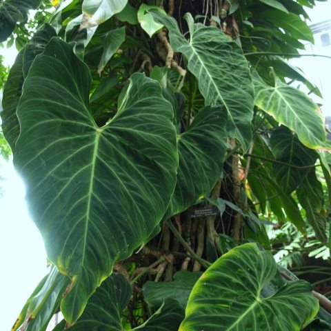 Large green leaves growing up a column
