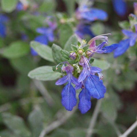 Blue flowers against green foliage