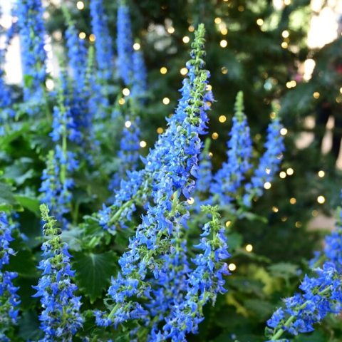 Inflorescences of blue flowers with Christmas lights in the background
