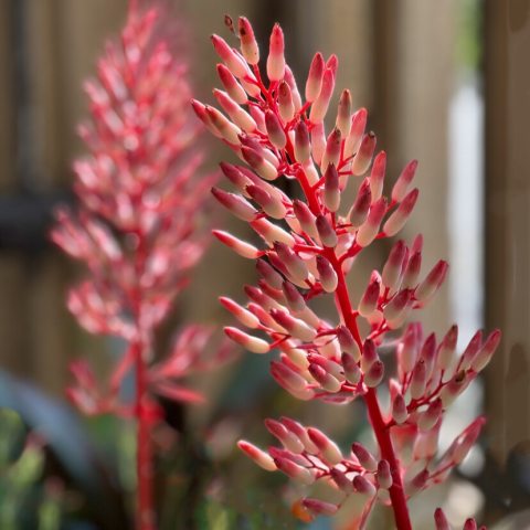 Pink and white flower inflorescence