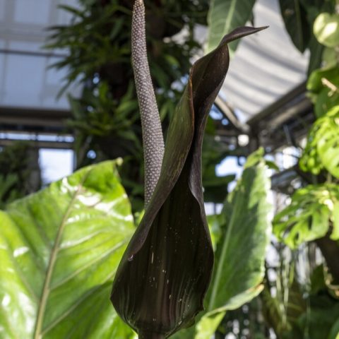 Black spadix and spathe flower with large green leaves in the background