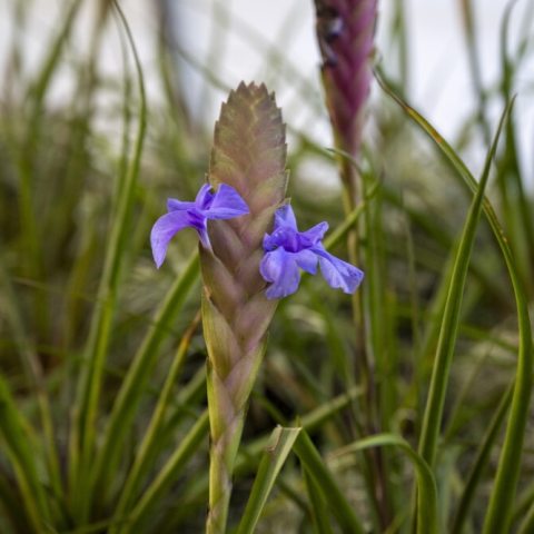 Two purple flowers against a green backdrop of foliage