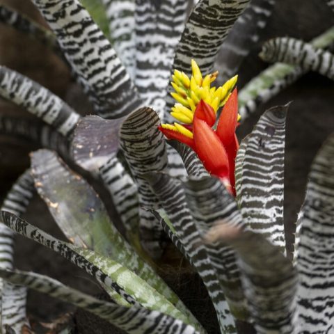Green and silver striped foliage with a yellow and orange flower inflorescence 
