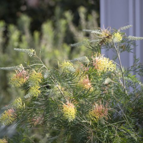 Shrub with inflorescences of peach and cream-colored flowers