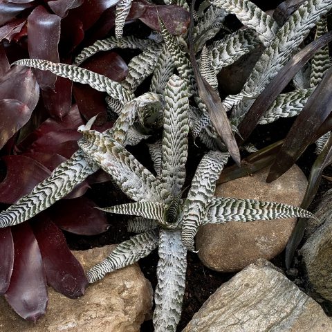 Star-shaped plant with long leaves striped dark brown and silver