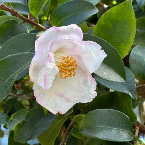 White flower with many stamens