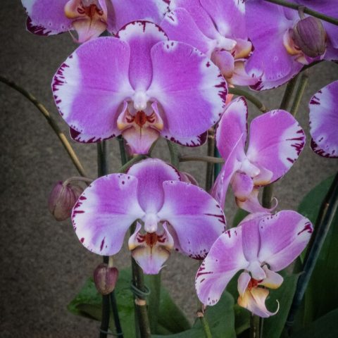 Cluster of purple and white Orchid flowers