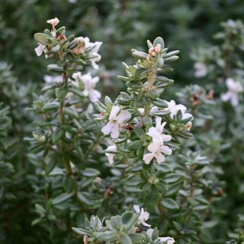 White flowers against green foliage