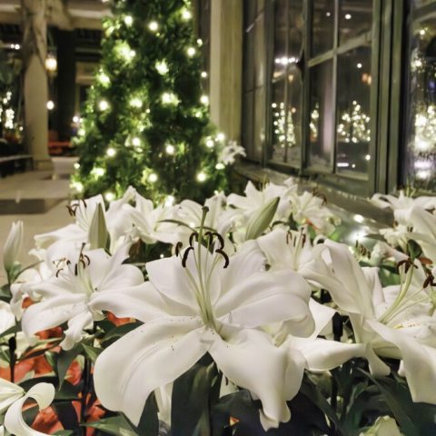 Lilys with Christmas lights behind