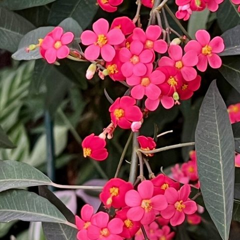Red bracted pseudo-flowers
