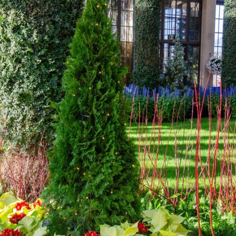 Green evergreen tree with Christmas lights