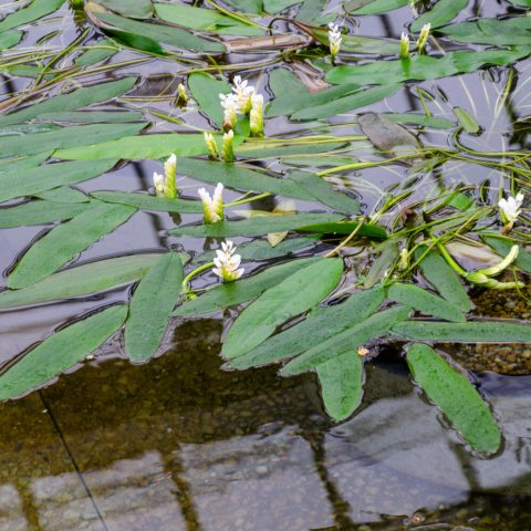 Aquatic plant with long, green leaves and clusters of white flowers floating on the water