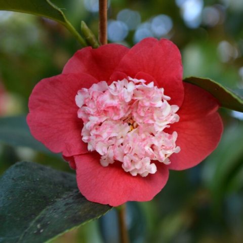 Flower with red petals 