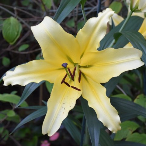 Yellow flower with six petals