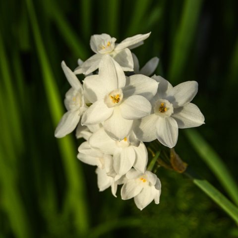 White flowers with a corona