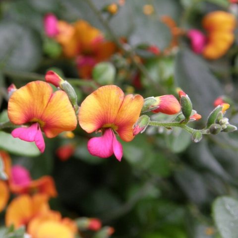 Orange and pink flowers