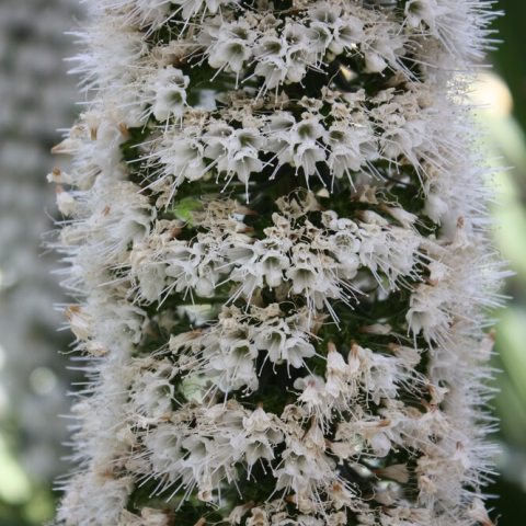 Inflorescence with many small white flowers
