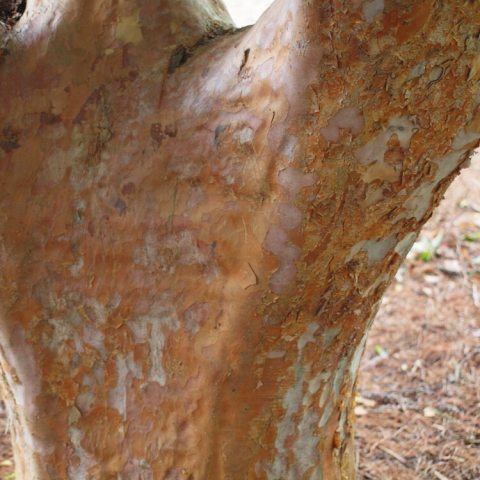 Light brown and gray exfoliating bark