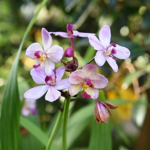 Inflorescence of light purple Orchid flowers