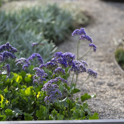 Clusters of small purple flowers on thin stems above wavy green leaves
