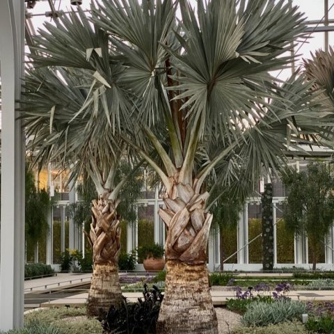 Large trees with fan shaped leaves