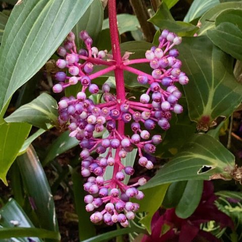 Pink and purple flowers of Medinilla