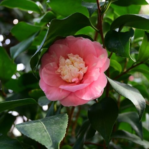 Green foliage surrounding a pink flower