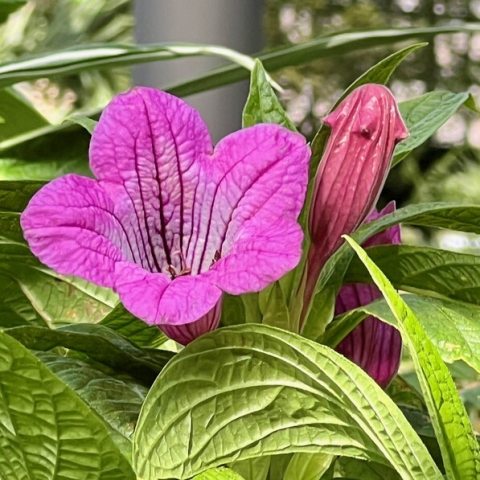Magenta flower with fused corolla