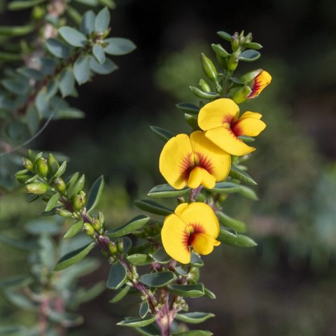 Yellow flowers with a red brown center