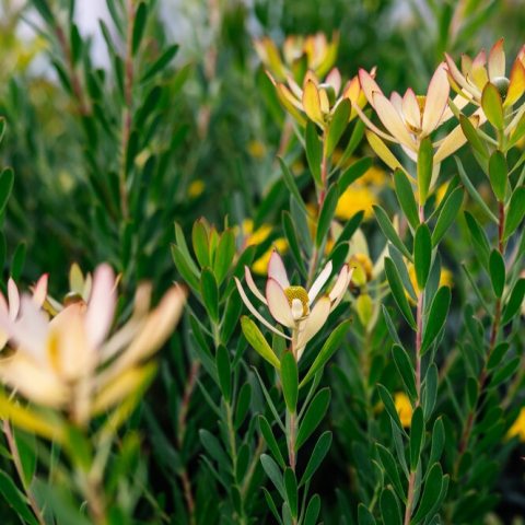Green foliage with yellow flowers