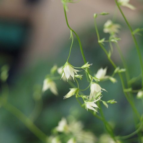 Small white flowers against a green backdrop