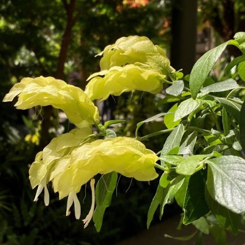 Yellow flowers resembling shrimp