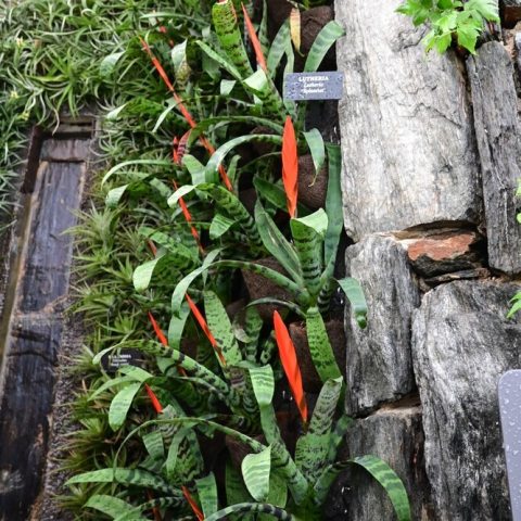 Bromeliads growing up a wall