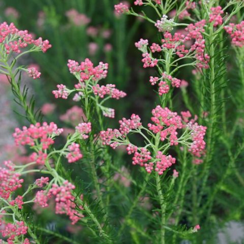 Small pink flowers and green foliage