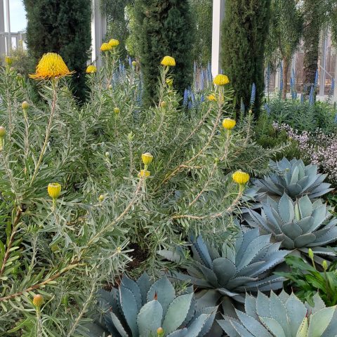 Large yellow and orange blooms