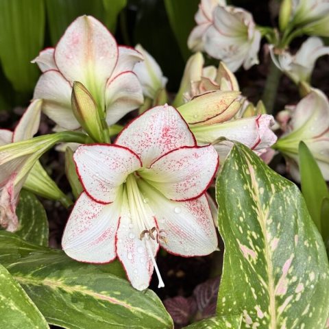 Large white flower with red edges