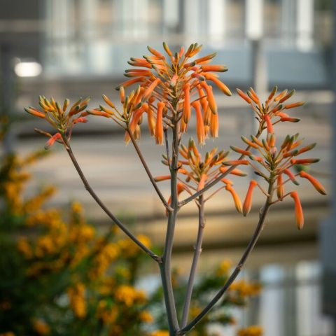 Inflorescence of orange Aloe flowers