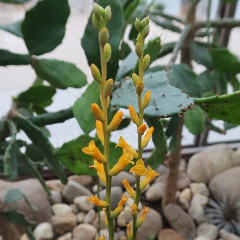 Inflorescence of yellow blooms