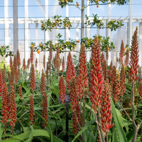 Many aloe with red flower blooms