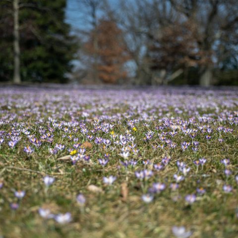 Many small light purple crocus flowers blooming in the lawn