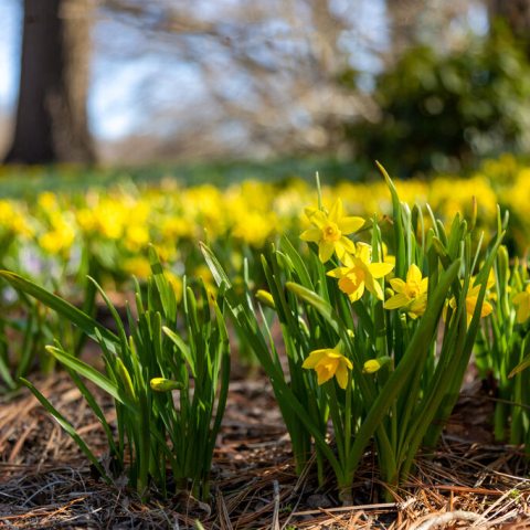 Yellow flowers with orange corona 