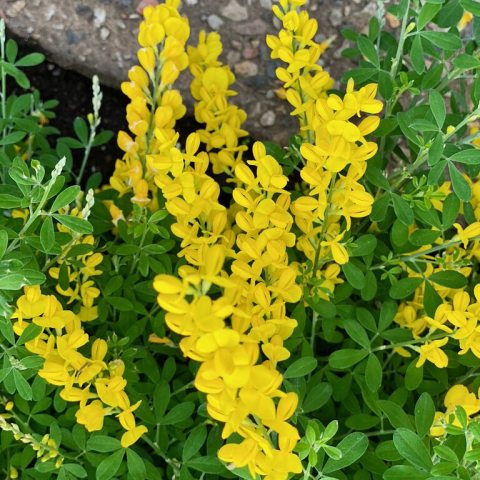 Long, bright yellow pea-like flowers