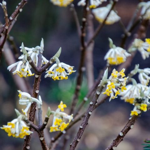 Yellow hanging blooms on woody stems